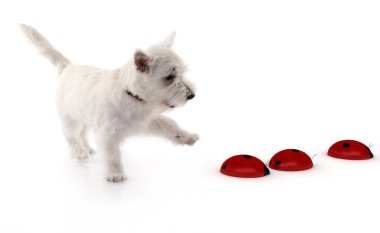 Westie and some 3d lady bugs clipart