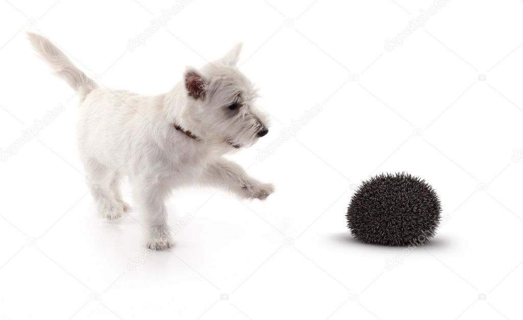Terrier playing with 3d hedge hog