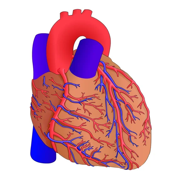 Emberi szív anatómiája — Stock Vector