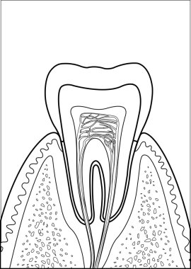 Molar tooth clipart