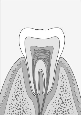 Molar tooth clipart