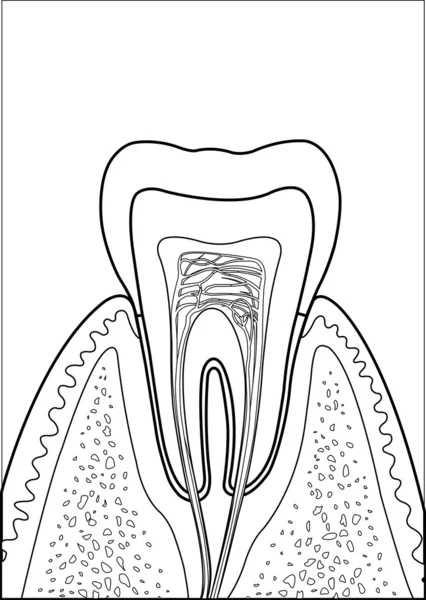 Dent molaire — Image vectorielle