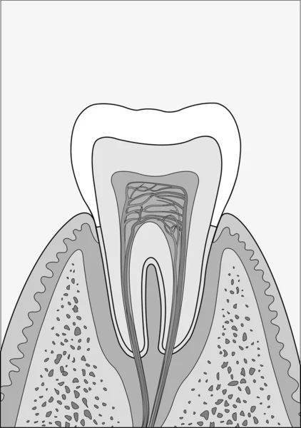 Molar tooth — Stock Vector