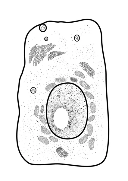 Cellule, — Image vectorielle