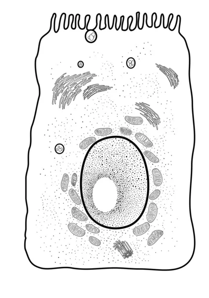 Эпителиальные клетки , — стоковый вектор