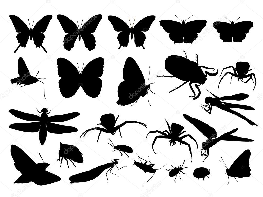Insect silhouette