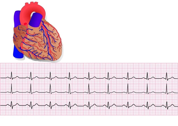 Heart& electrocardiogram — Stock Vector