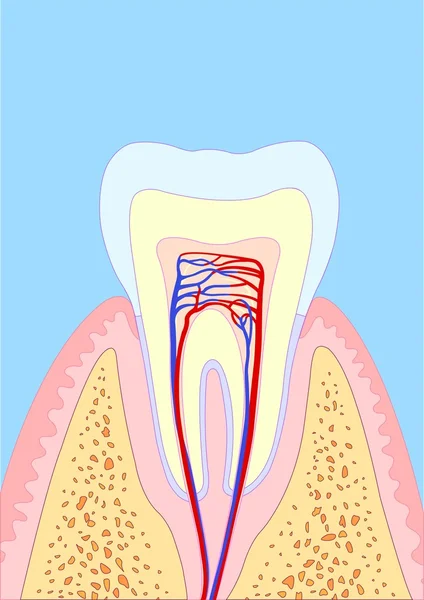 Dent molaire — Image vectorielle