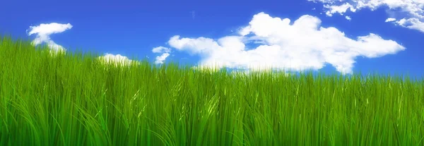 stock image Green grass and blue sky