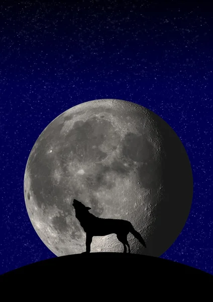 狼明月 — 图库照片