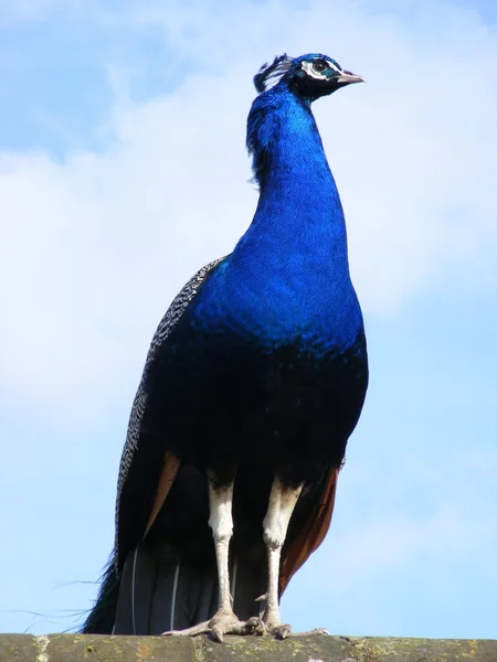 stock image Peacock