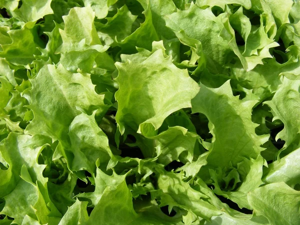 Stock image Endive Kentucky lettuce