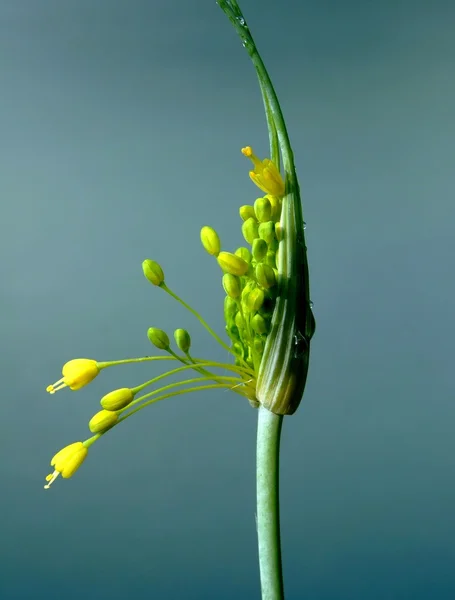 Elegant yellow flower — Stock Photo, Image