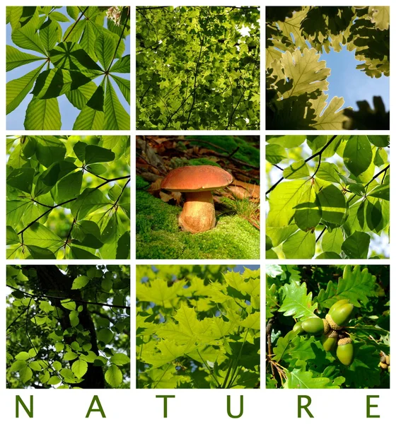 Letní lesní detaily s houbami — Stock fotografie