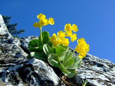 vahşi sarı çiçek