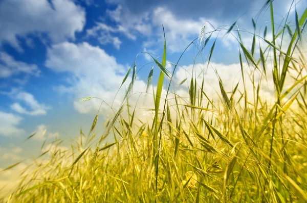 Grass — Stock Photo, Image