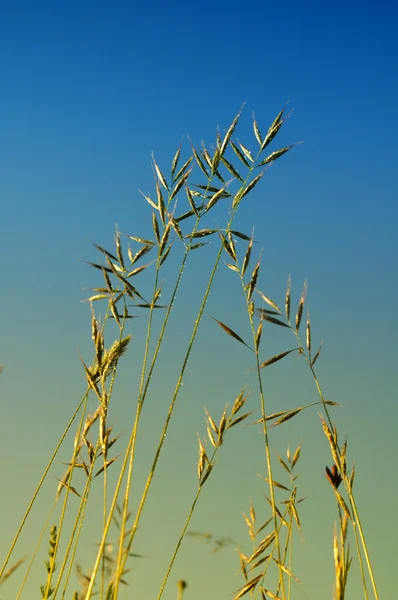 stock image Grass