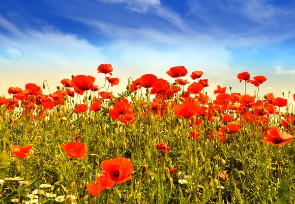 stock image Poppies