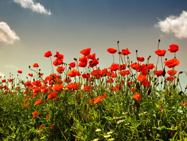 Stock image Poppies