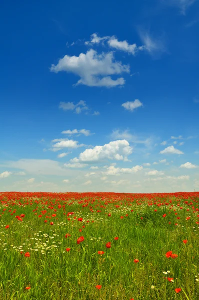 Summer landscape — Stock Photo, Image