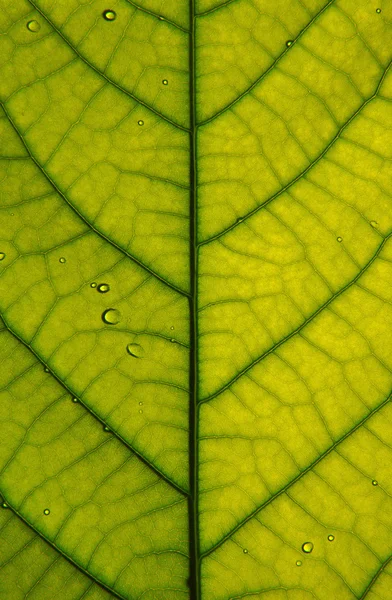 Leaf closeup — Stock Photo, Image