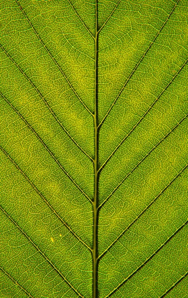 Leaf närbild Royaltyfria Stockbilder