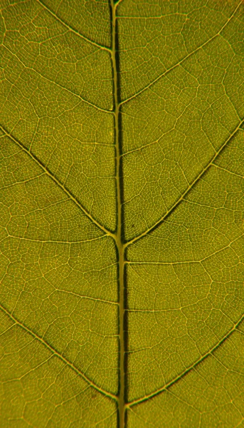 잎의 근접 촬영 스톡 이미지