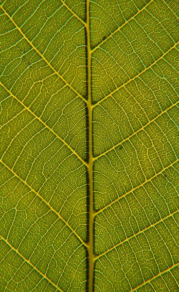 Leaf närbild Royaltyfria Stockfoton