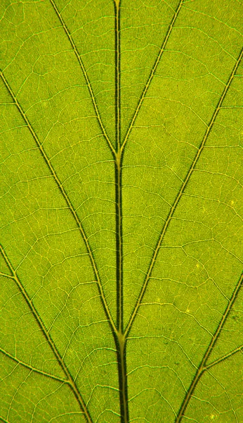 Leaf närbild Stockbild