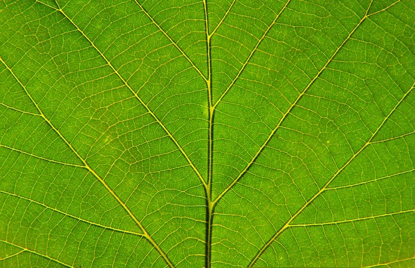 Leaf närbild Stockbild