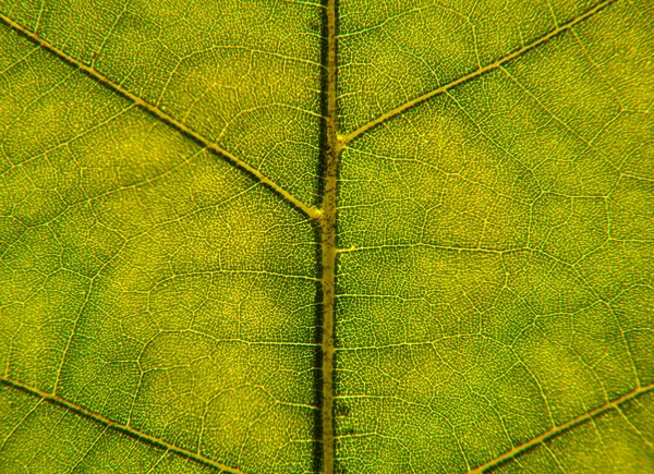 Leaf närbild Royaltyfria Stockbilder