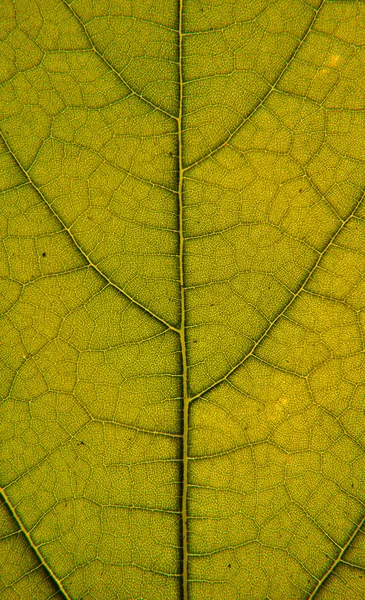 Leaf närbild Stockfoto