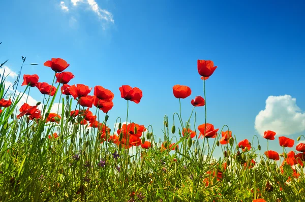 stock image Poppies