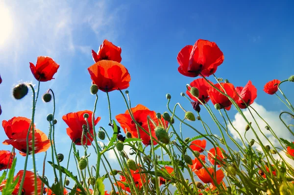 stock image Poppies