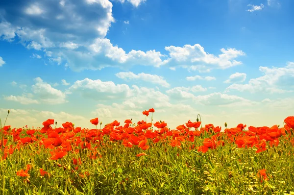 stock image Poppies