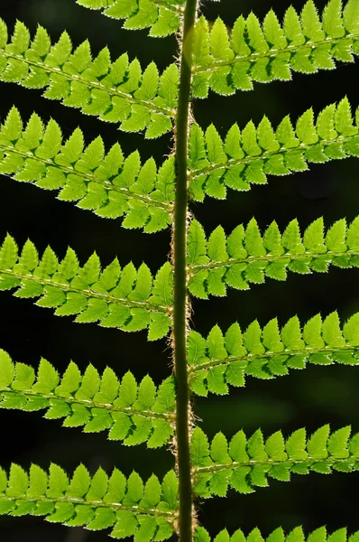 Grönt blad Royaltyfria Stockbilder