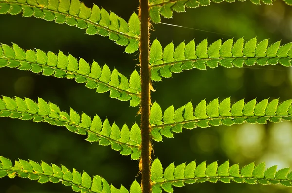 녹색 잎 스톡 사진