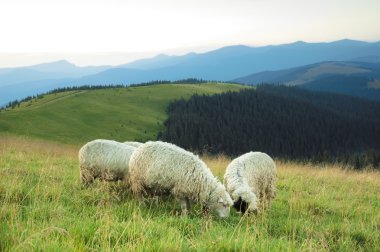 Sheep on a hill clipart