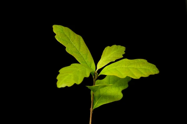 stock image Small maple on a black background