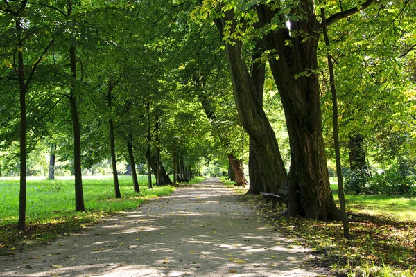 stock image Path in the park