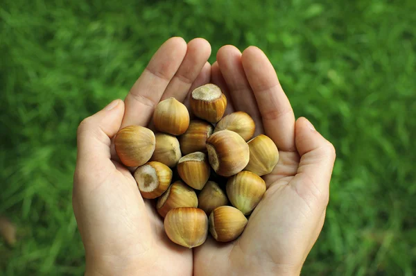 stock image Hazelnuts in the hands