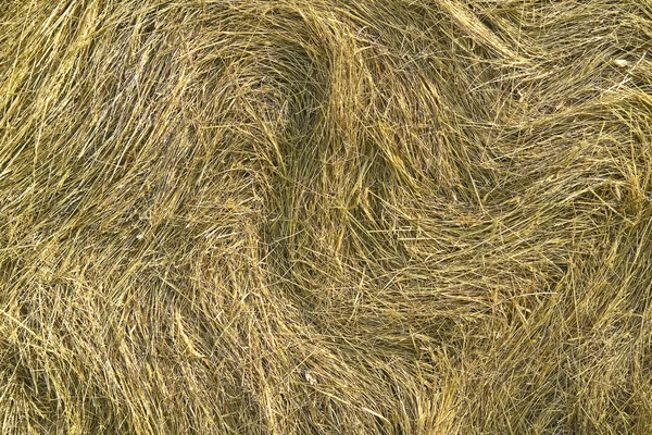 Stock image Hay