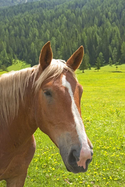 Stock image Brown horse