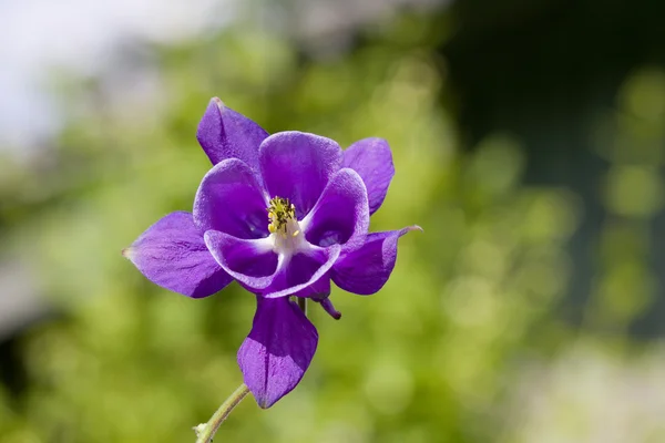 stock image Violet flower