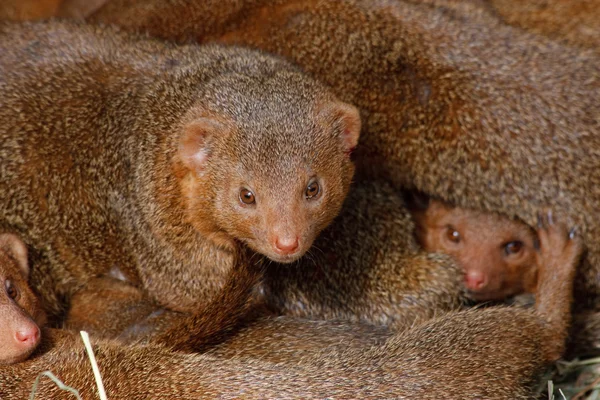 stock image Mongooses, cubs.