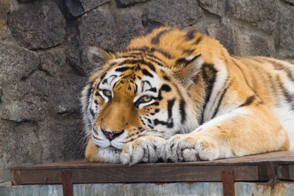 Lying tiger — Stock Photo, Image
