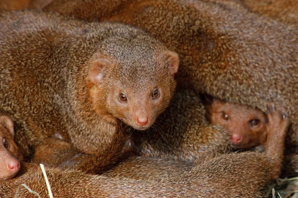 Mongooses, cubs. Εικόνα Αρχείου