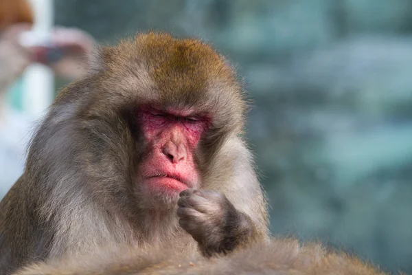 Macaco. Fotos De Bancos De Imagens