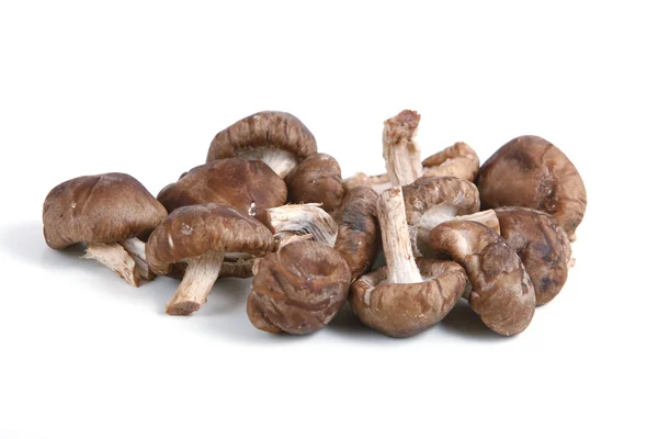 shiitake mantarları