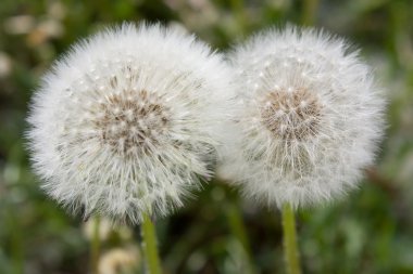 Beyaz tüylü dandelions